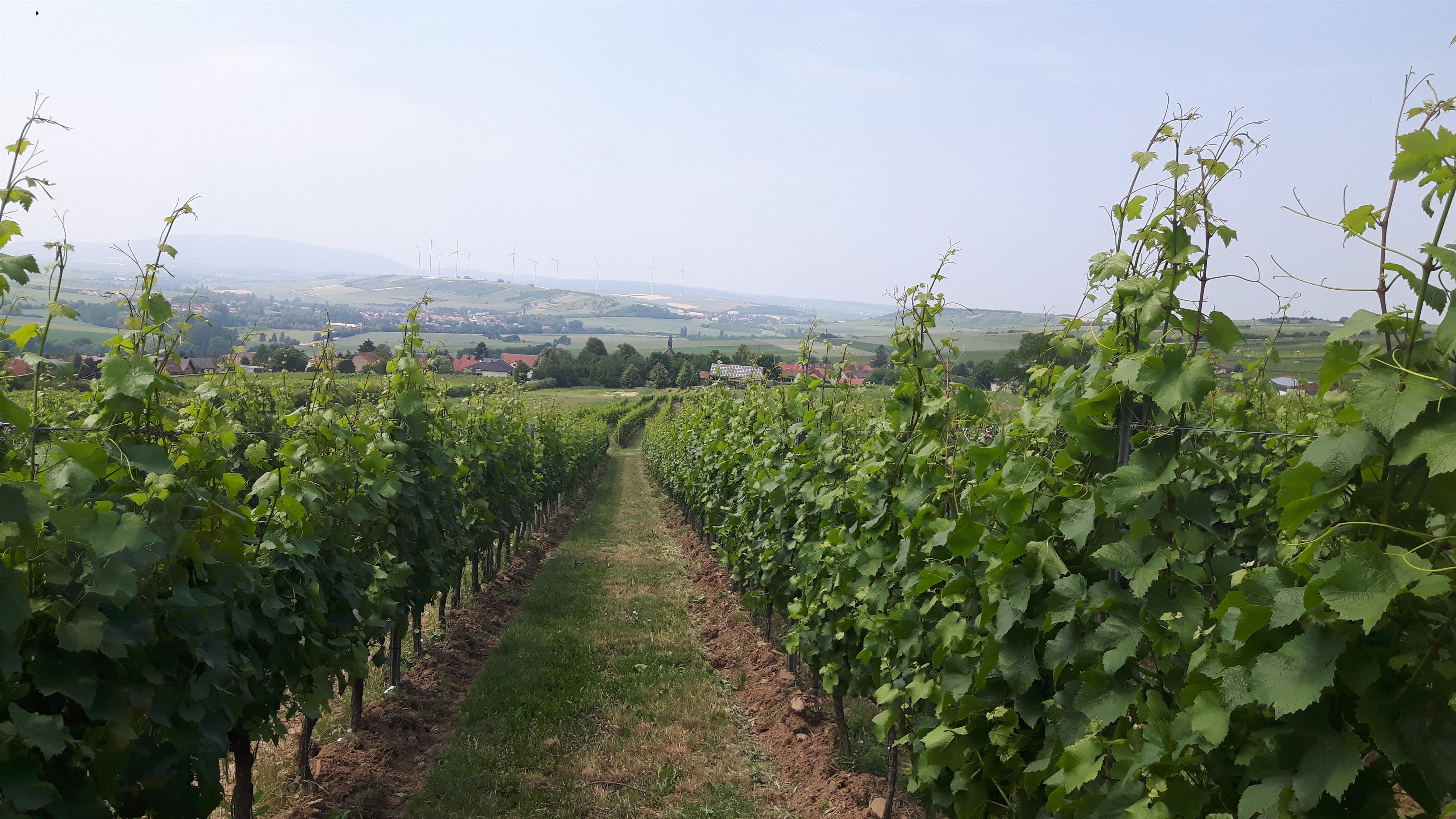 Weingut Martinspforte | Donnersberg-Touristik-Verband E.V.