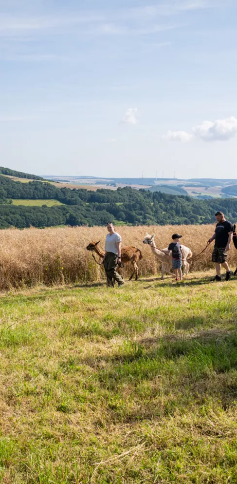 Alpakaspaziergang Alpakafarm, Donnersberg, Hügel